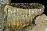 Juvenile Woolly Mammoth Jaw Section - Germany #111758-5
